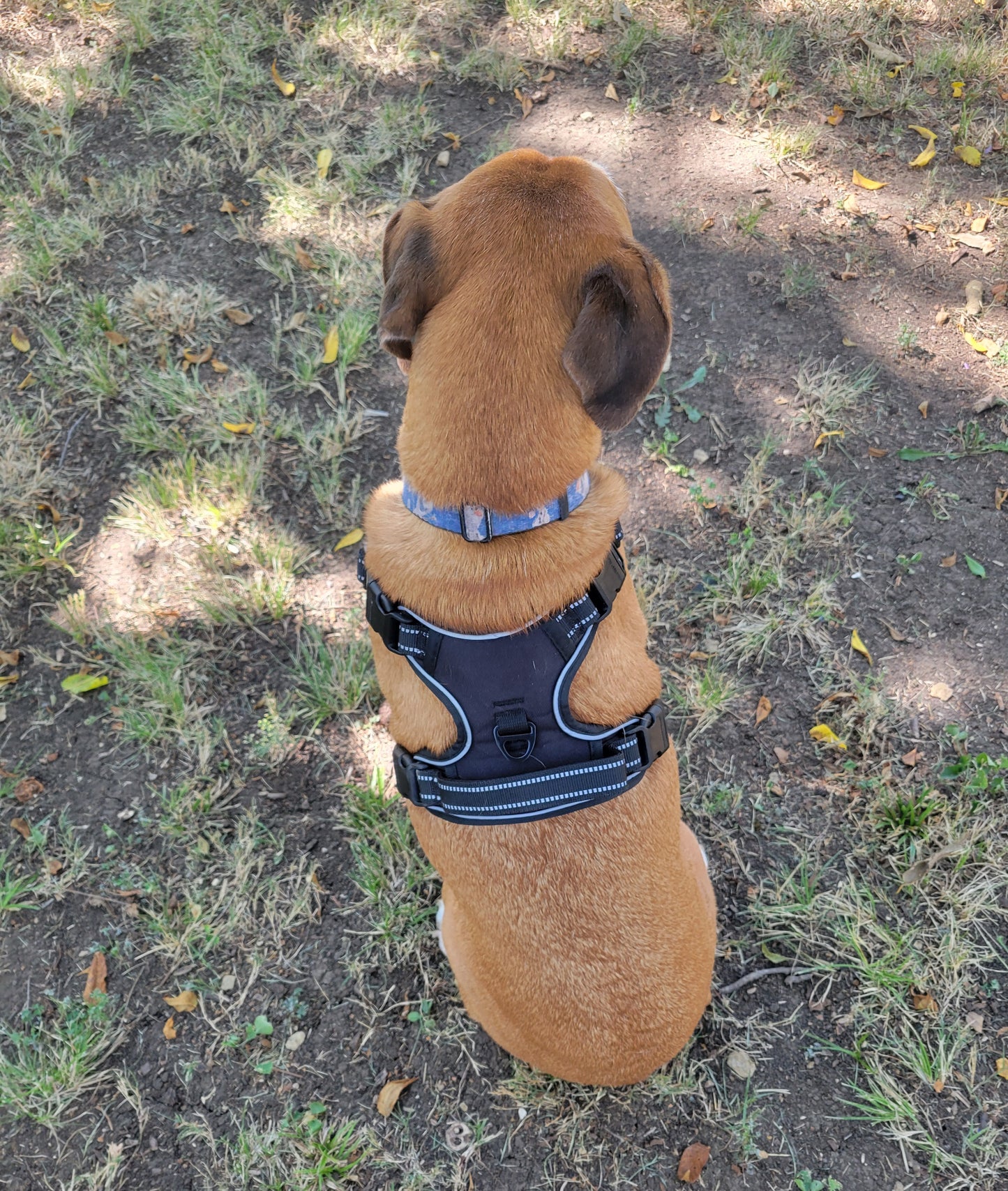 No Pull Harness
