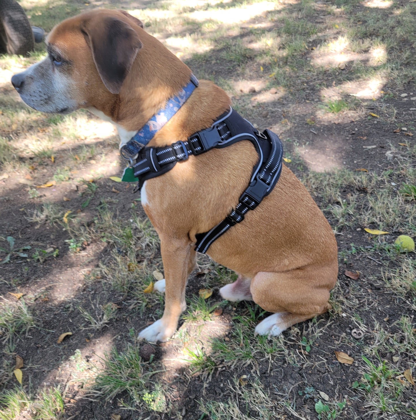 No Pull Harness