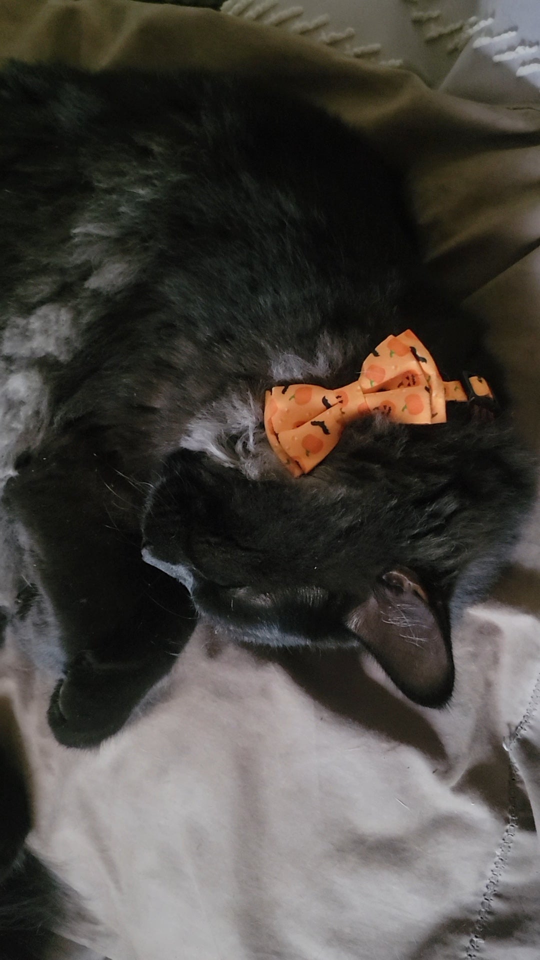 Halloween Collars
