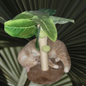 Palm Tree Scratching Post